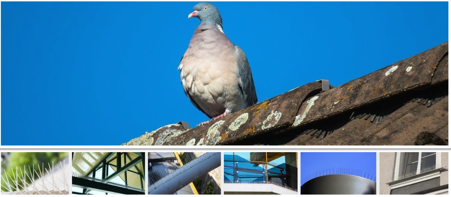 antipalomas y control de aves